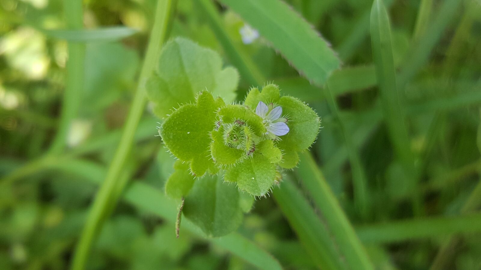 Samsung Galaxy S6 sample photo. Macro, plant, weed photography