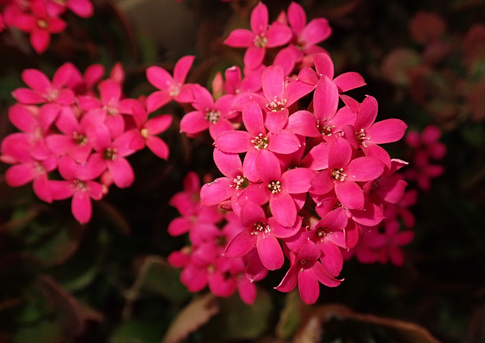 Olympus TG-5 sample photo. Flower, succulent, plant photography