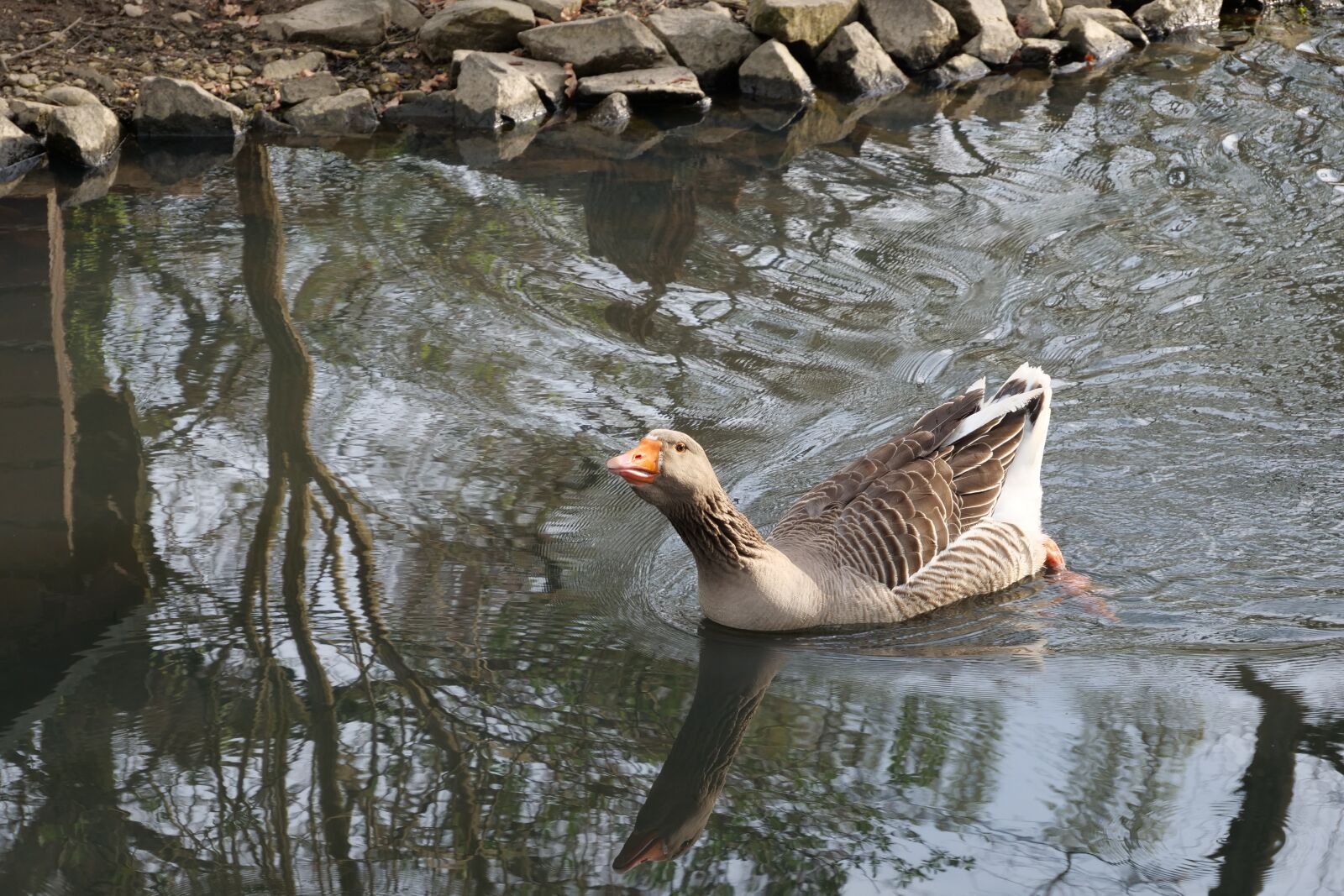 Panasonic Lumix DC-G9 sample photo. Waters, nature, puddle photography