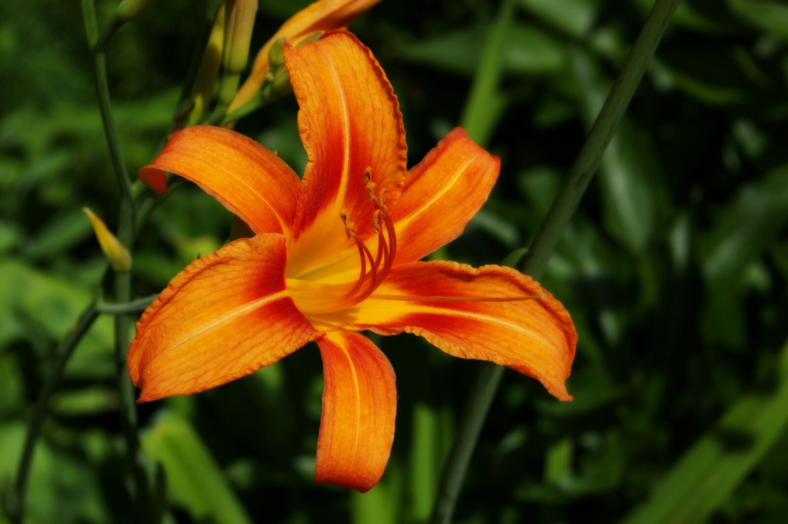 Pentax *ist DL sample photo. Lily, daylily, lilium photography