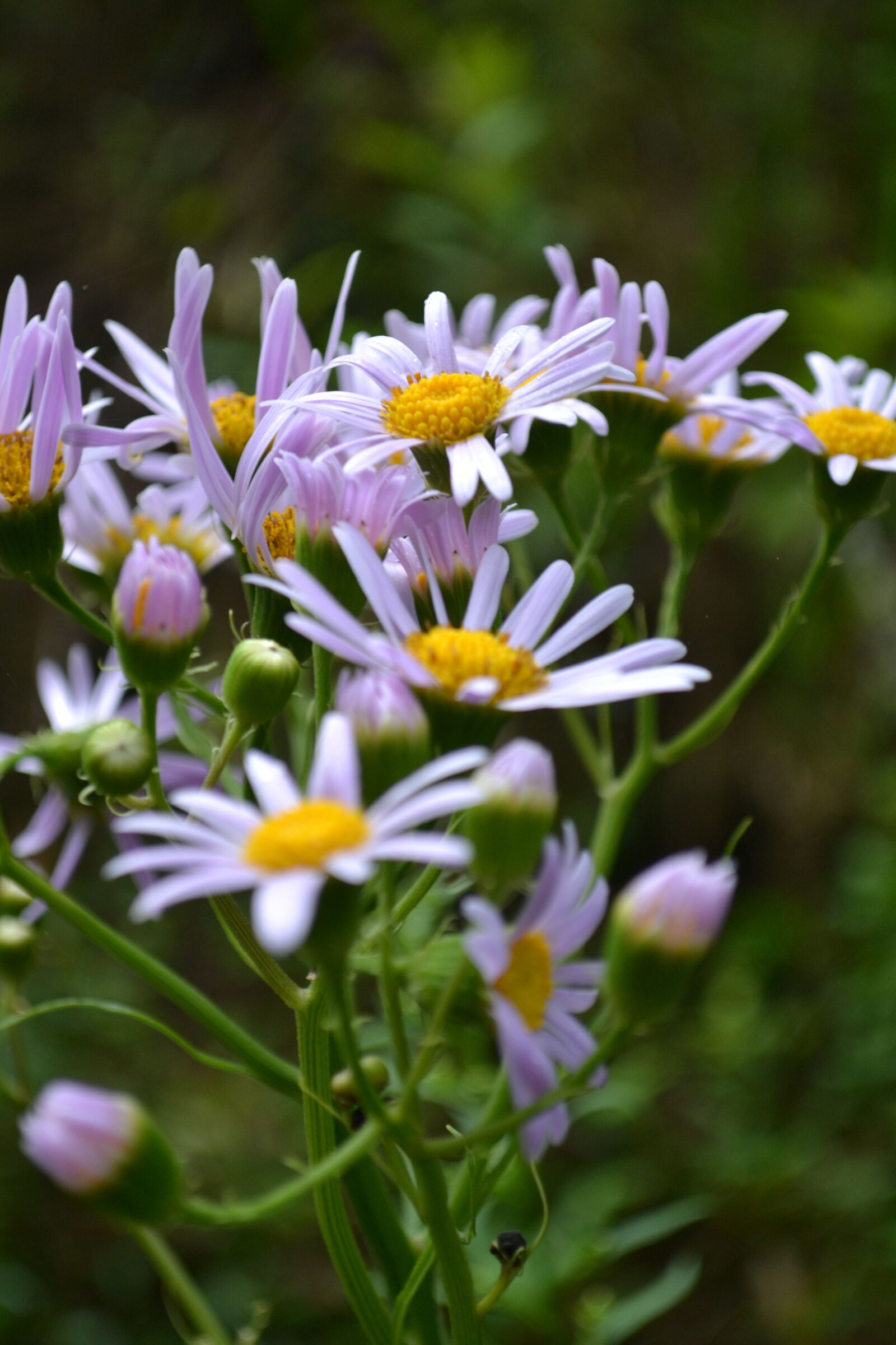 Nikon D3100 sample photo. Flower, purple, nature photography