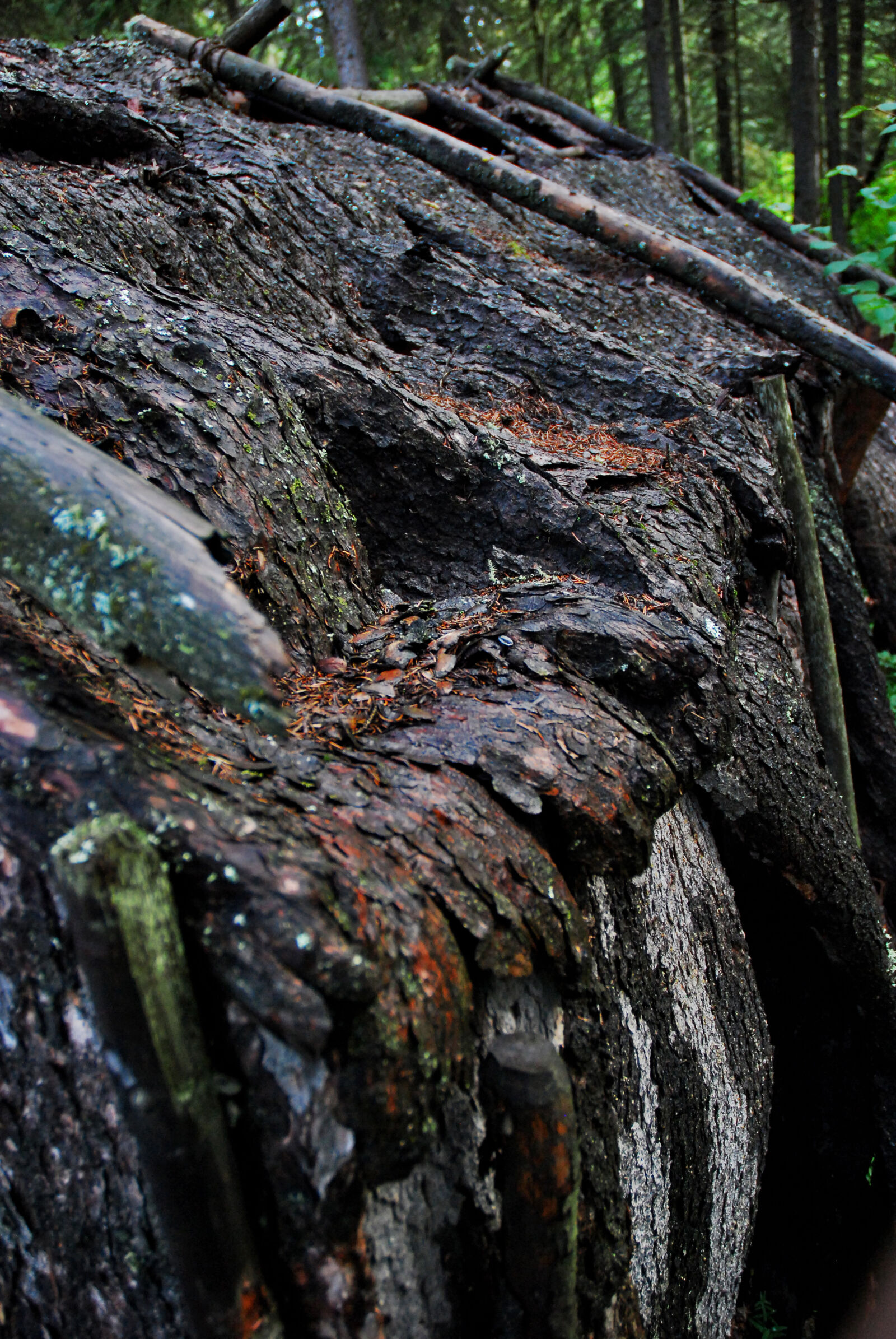 Nikon D80 sample photo