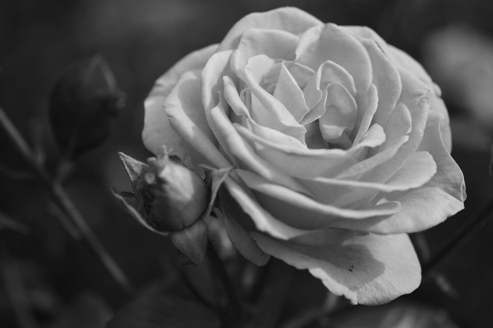 Nikon D3300 sample photo. Rose, flower, bloom photography