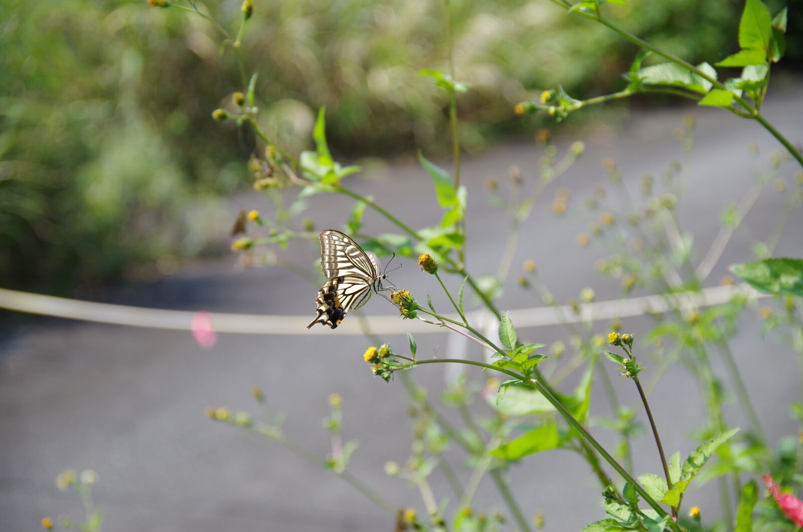 Pentax K-50 sample photo. Swallowtail butterfly, butterfly, natural photography