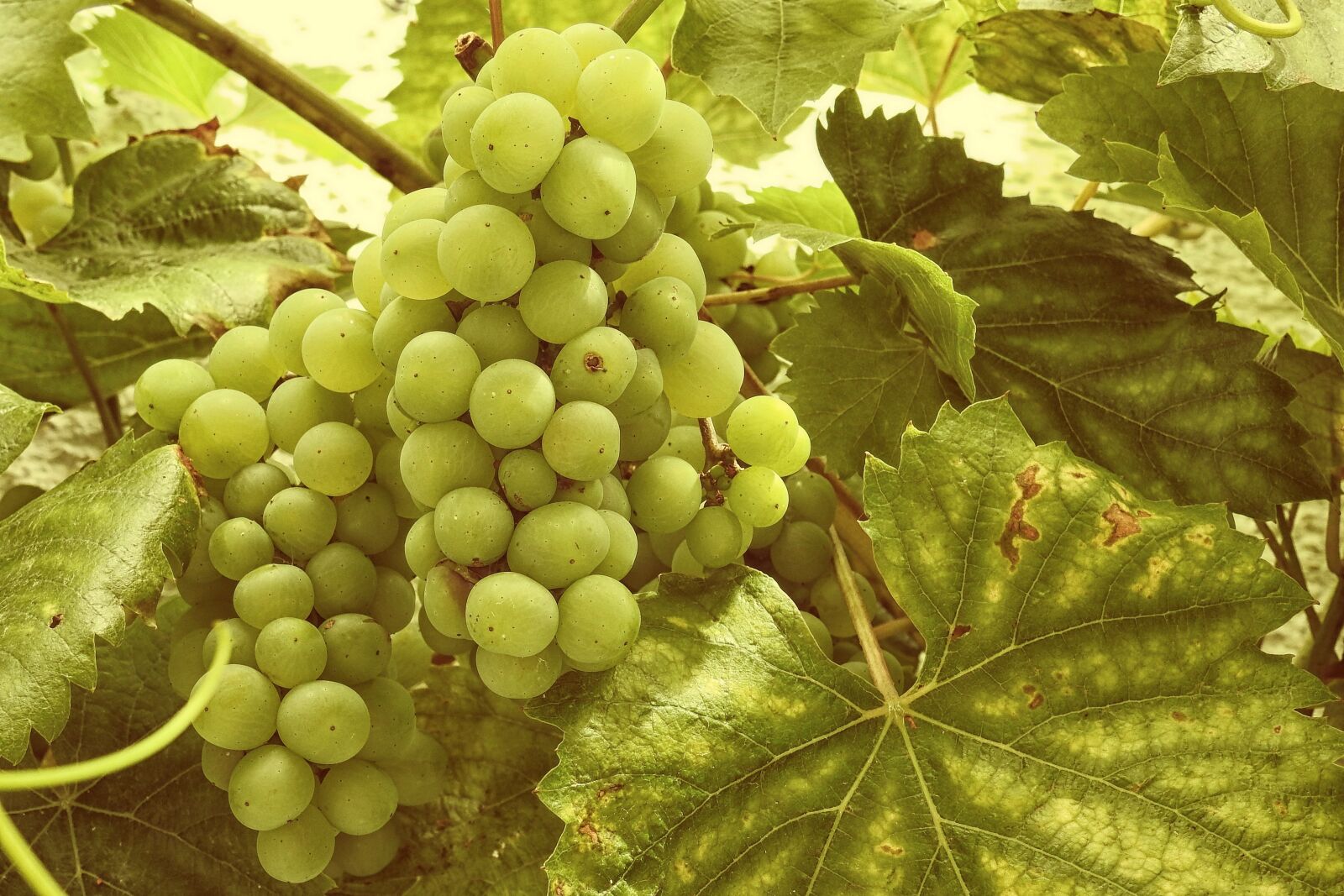 Nikon Coolpix P900 sample photo. Grapes, grapevine, vine photography