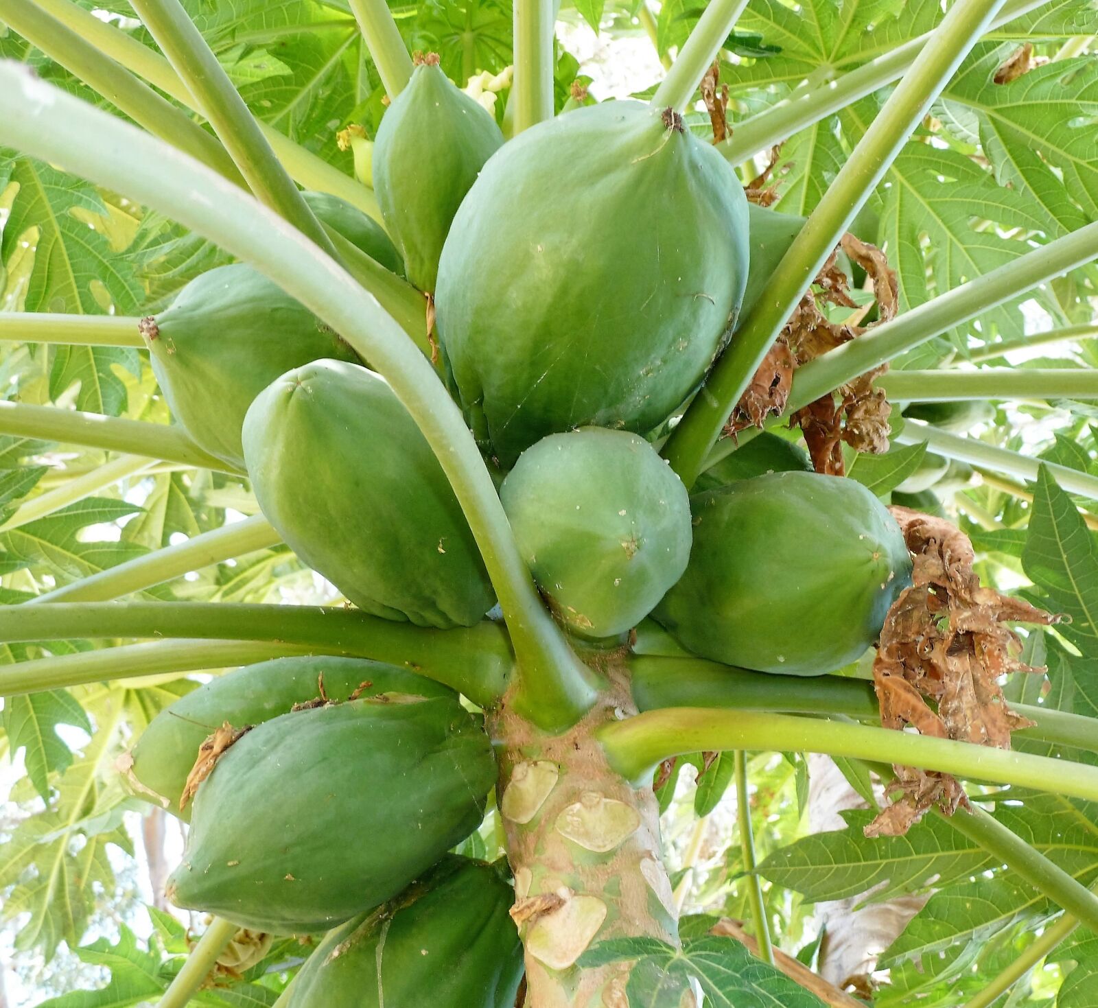 Panasonic Lumix DMC-ZS5 (Lumix DMC-TZ8) sample photo. Food, fruit, papaya photography