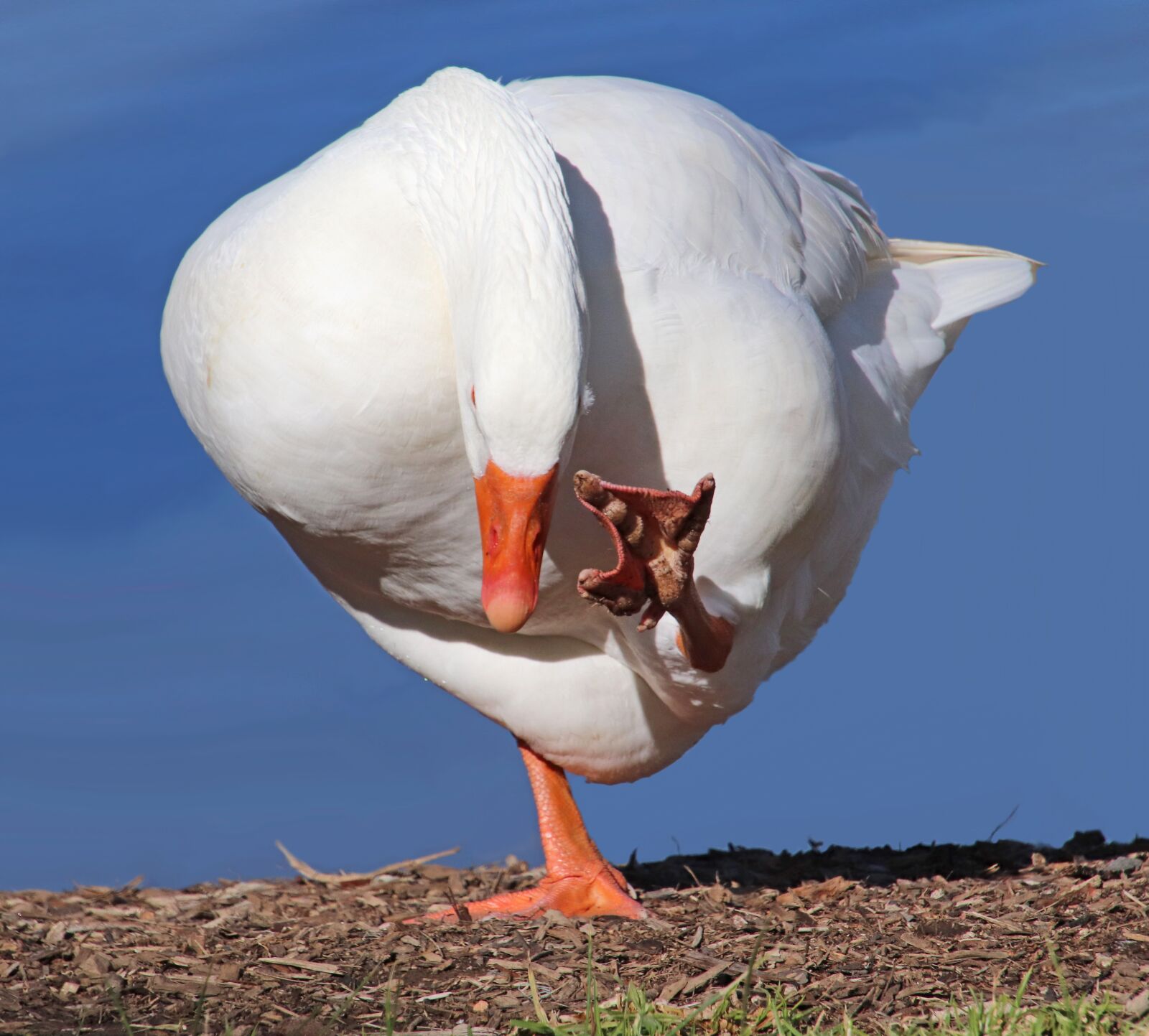 Canon EOS 800D (EOS Rebel T7i / EOS Kiss X9i) sample photo. Goose, bird, poultry photography
