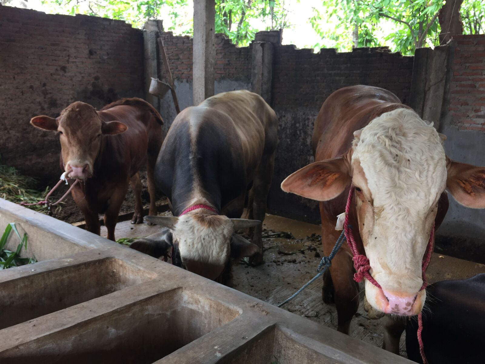 iPhone 6 back camera 4.15mm f/2.2 sample photo. Livestock, cow, farm photography