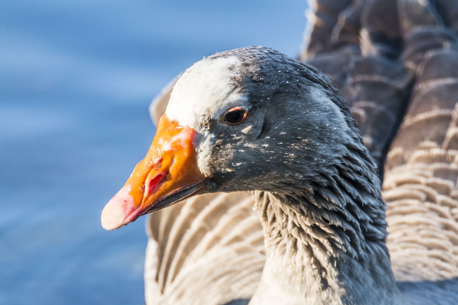 Tamron SP 150-600mm F5-6.3 Di VC USD sample photo. Oca, ave, animals photography
