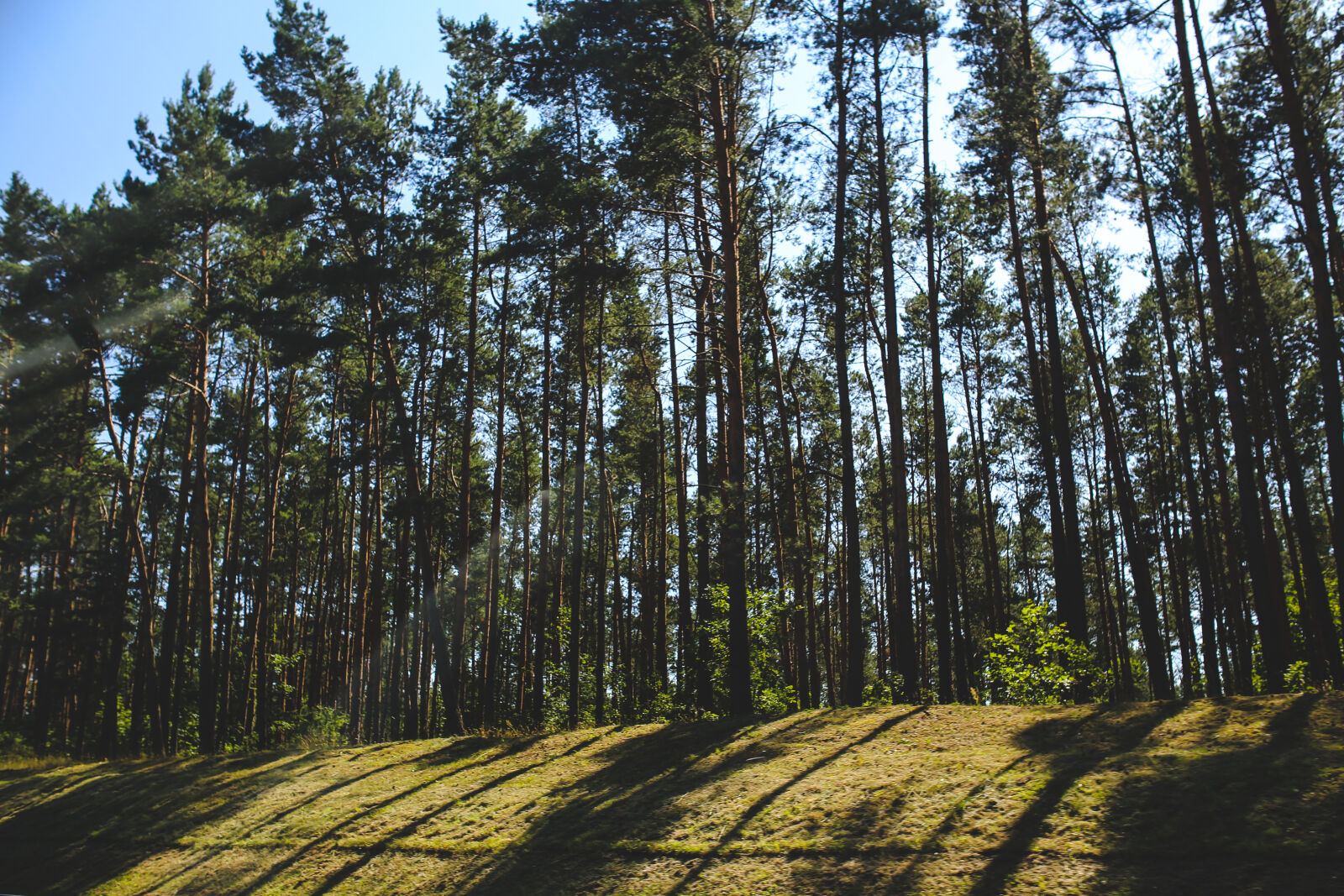 Canon EOS 6D + Sigma 35mm F1.4 DG HSM Art sample photo. Shadow, of, the, forest photography
