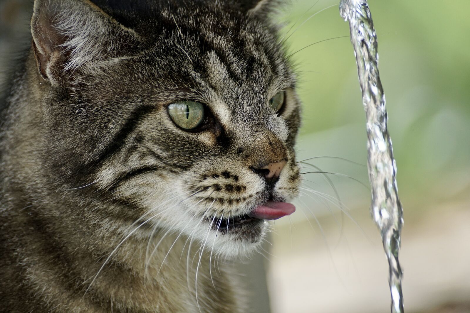 Sony DT 55-300mm F4.5-5.6 SAM sample photo. Cat, getiegert, tiger photography