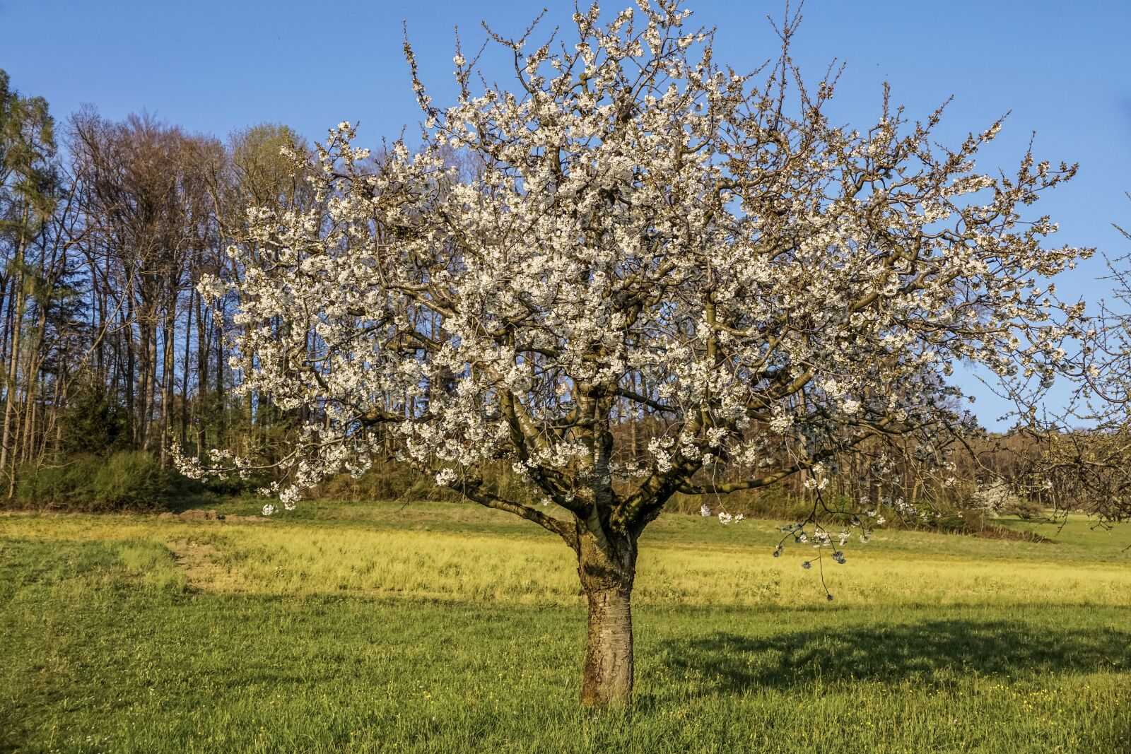 Sony DT 18-135mm F3.5-5.6 SAM sample photo. Cherry tree, flowers, cherry photography