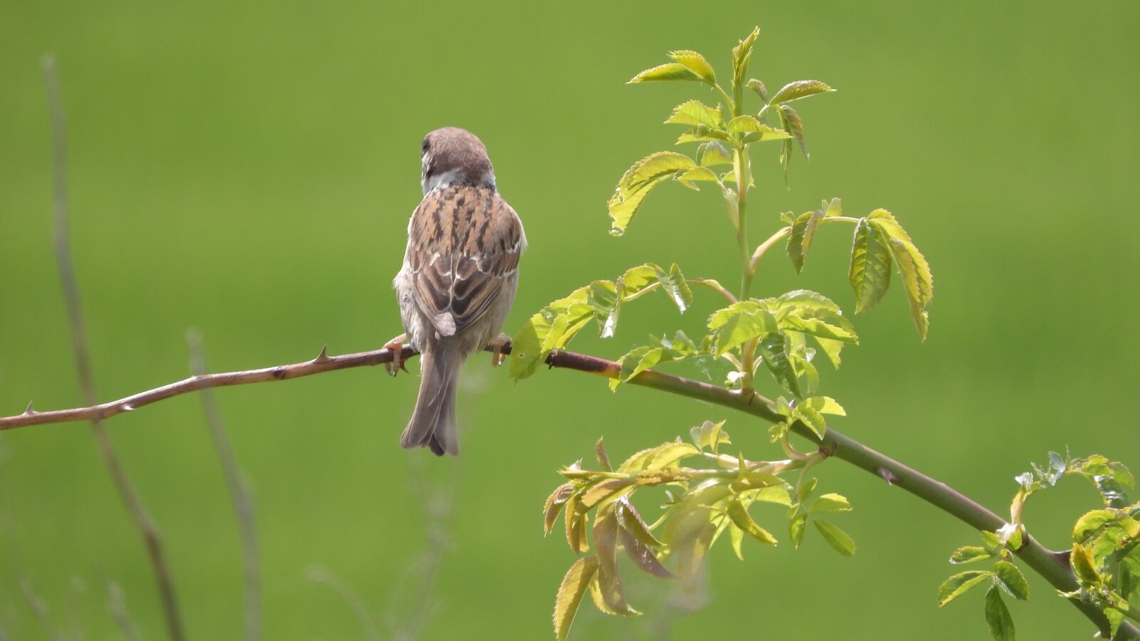 Nikon Coolpix P610 sample photo. Eurasian tree sparrow, passer photography