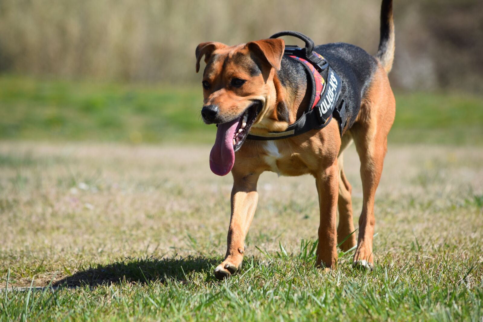 Nikon D5300 sample photo. Dog, field, green photography