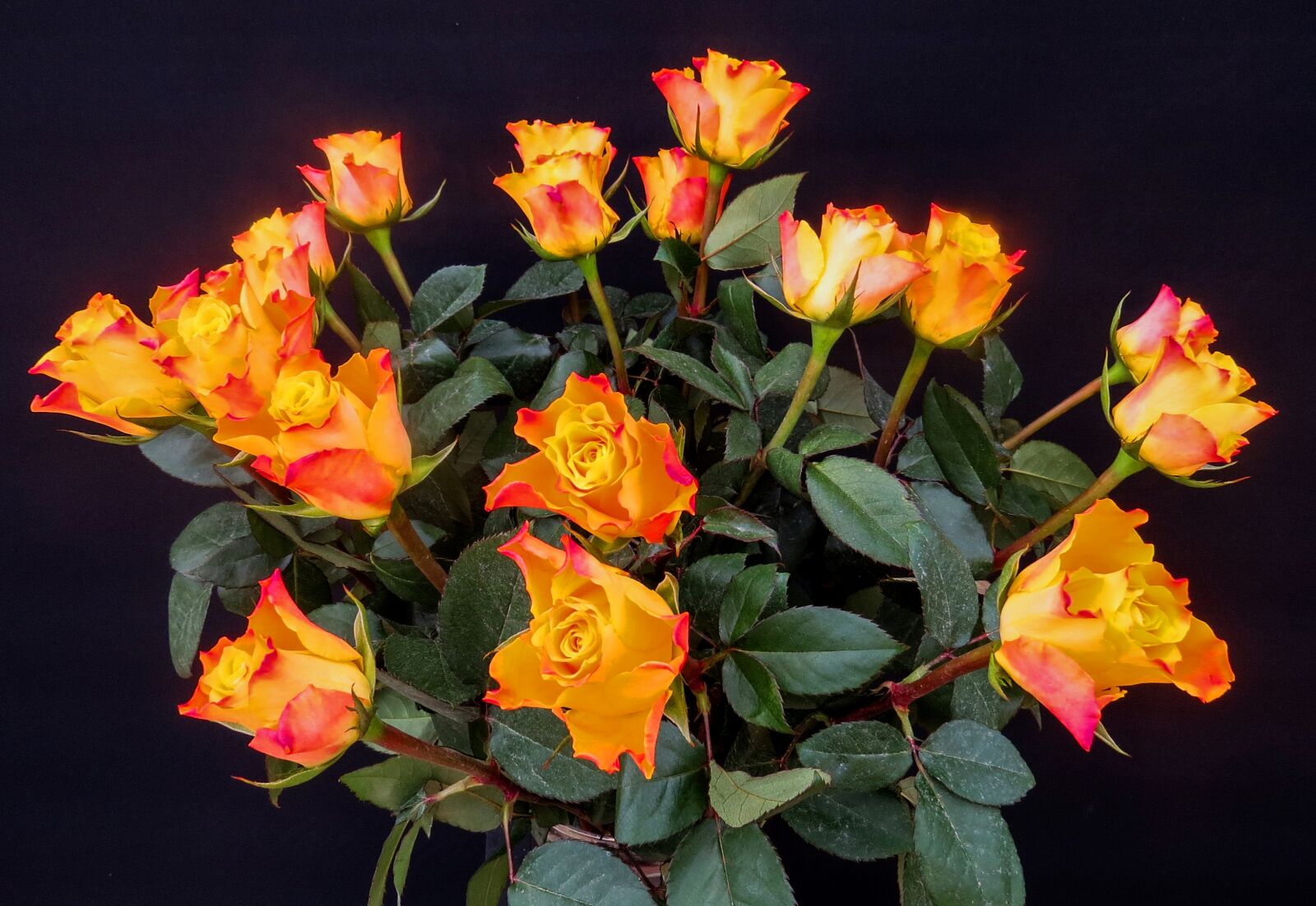 Canon PowerShot SX50 HS sample photo. Bouquet of roses, roses photography