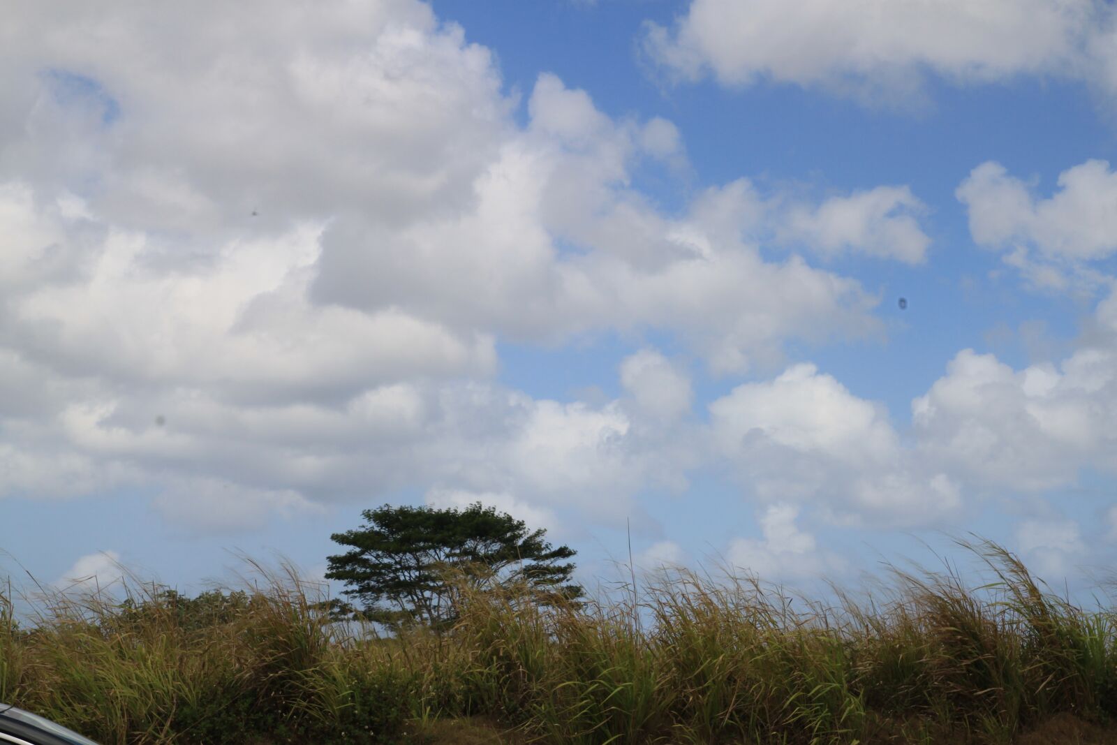 Canon EOS 500D (EOS Rebel T1i / EOS Kiss X3) sample photo. Clouds, tree, windy photography