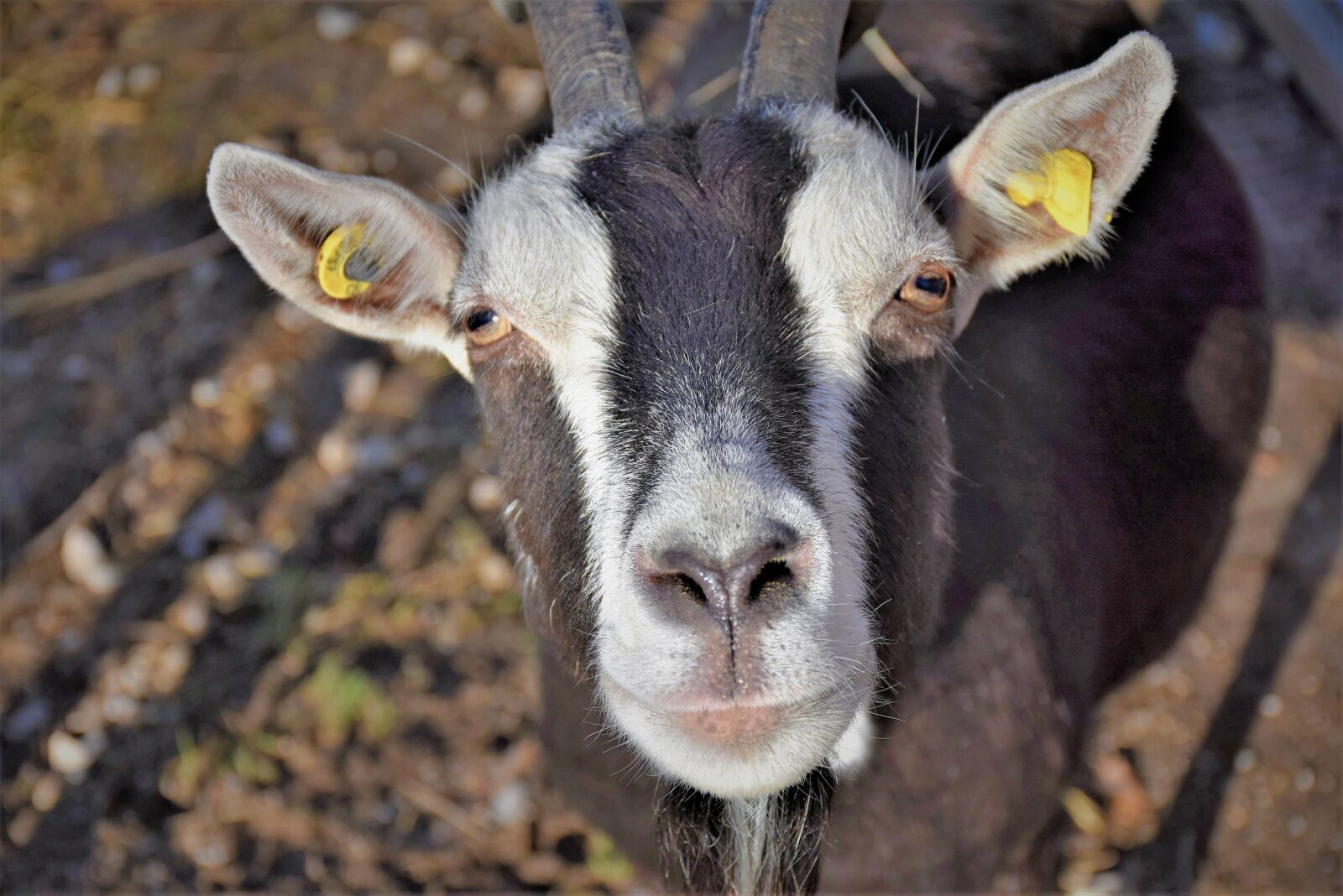 Nikon D7200 sample photo. Goat, livestock, farm photography