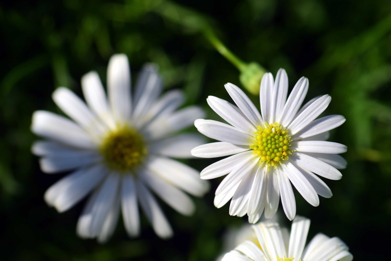 Nikon D3300 sample photo. Flora, nature, summer, flower photography
