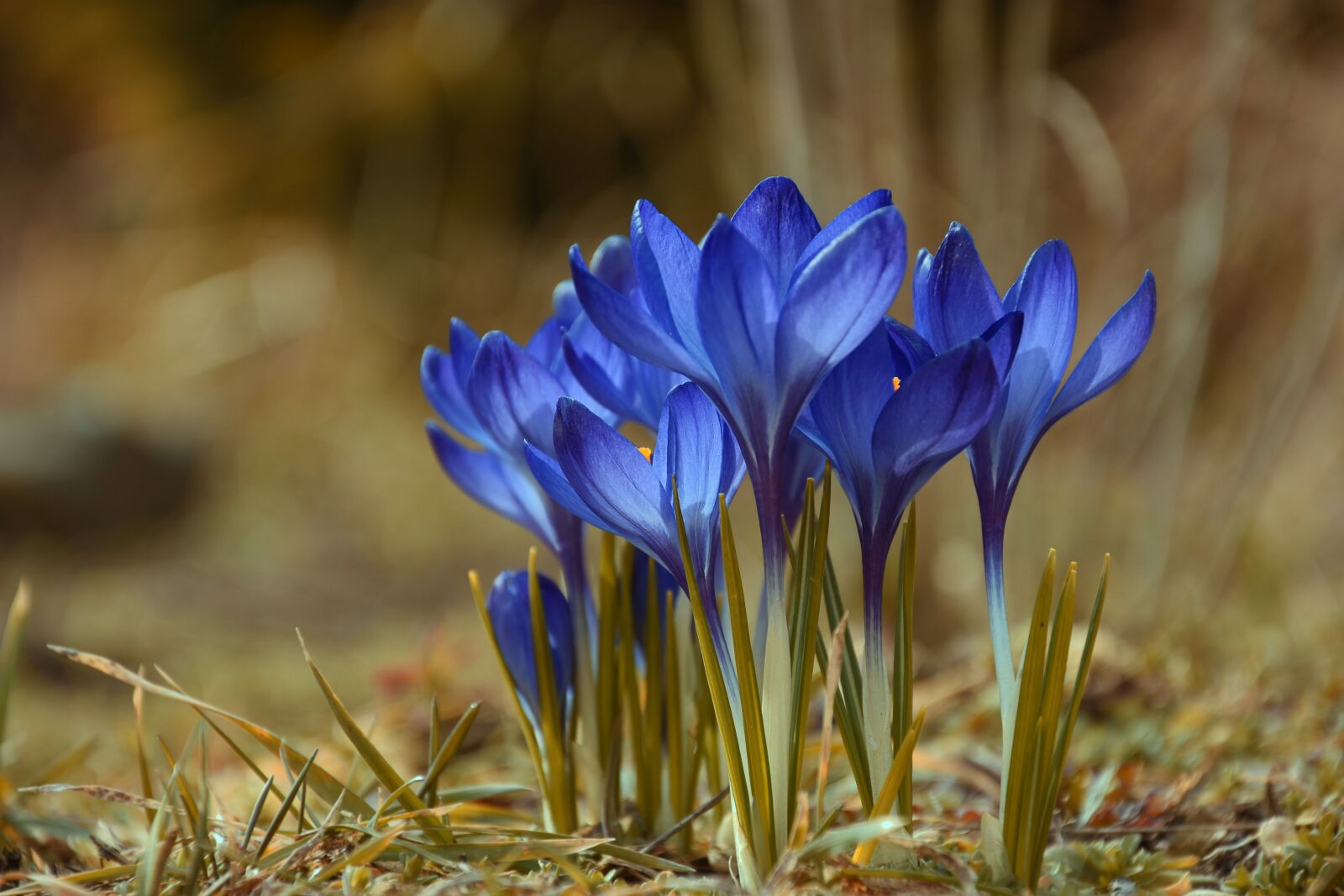 Nikon D7200 sample photo. Spring, flowers, nature photography
