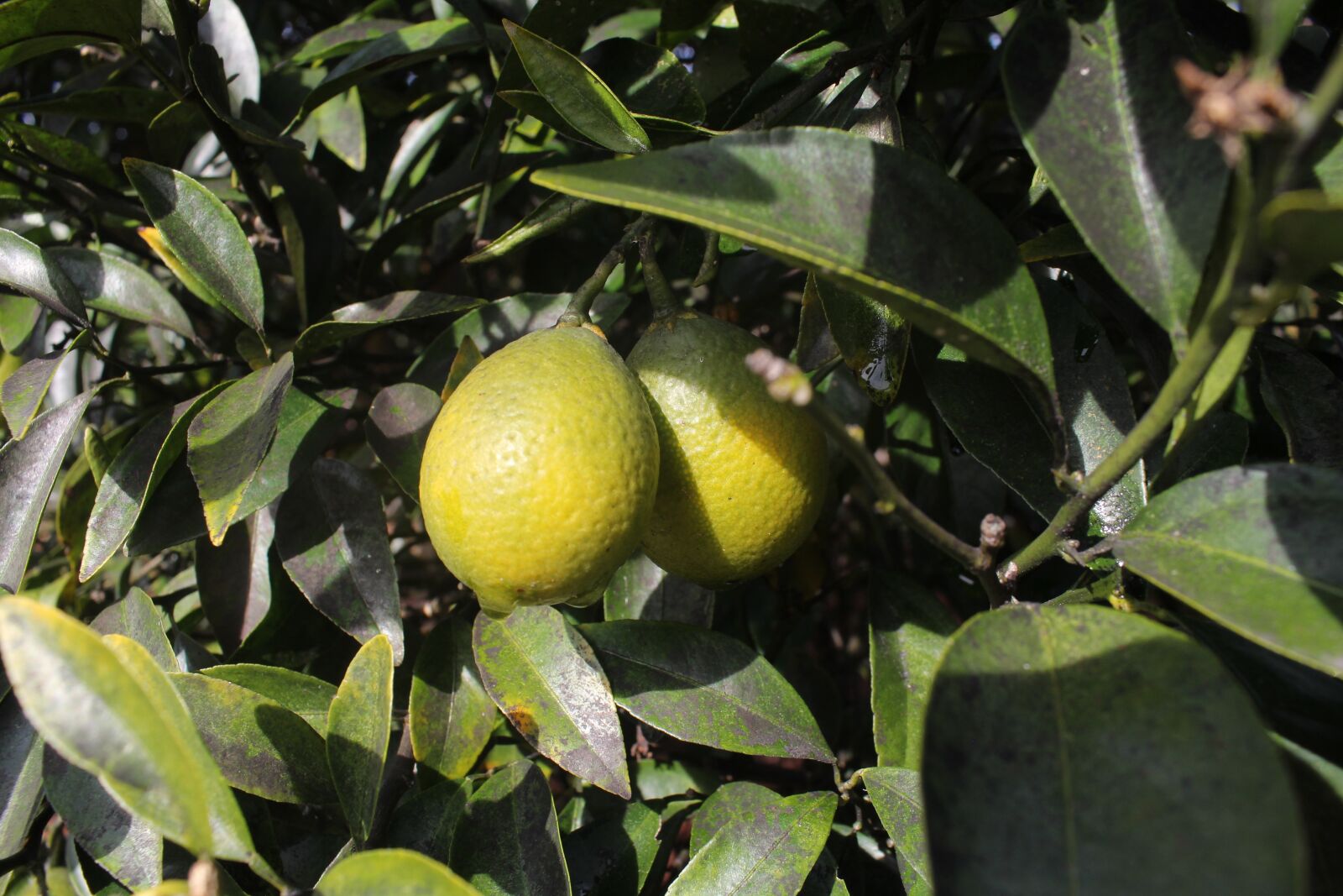 Canon EOS 1200D (EOS Rebel T5 / EOS Kiss X70 / EOS Hi) sample photo. Fruit, tree, plant photography