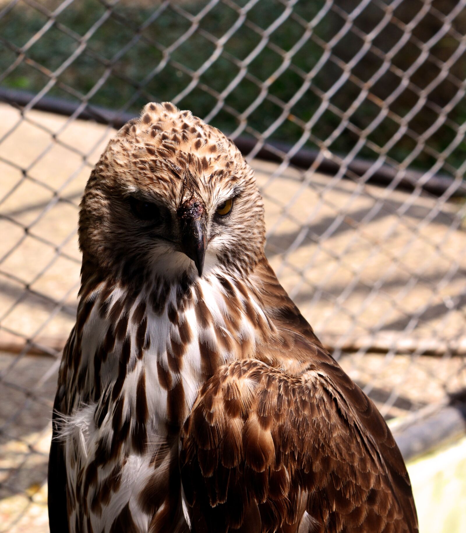 Nikon D5200 sample photo. Eagle, bird, animal photography
