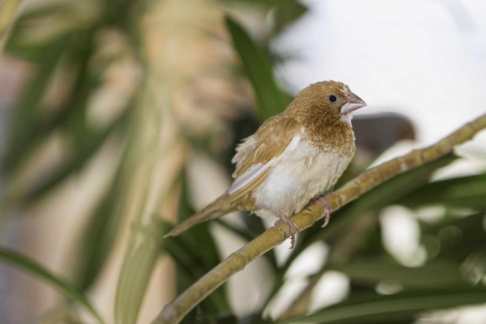 Canon EOS-1D X + Canon EF 70-200mm F2.8L IS II USM sample photo. Society finches, society, finches photography