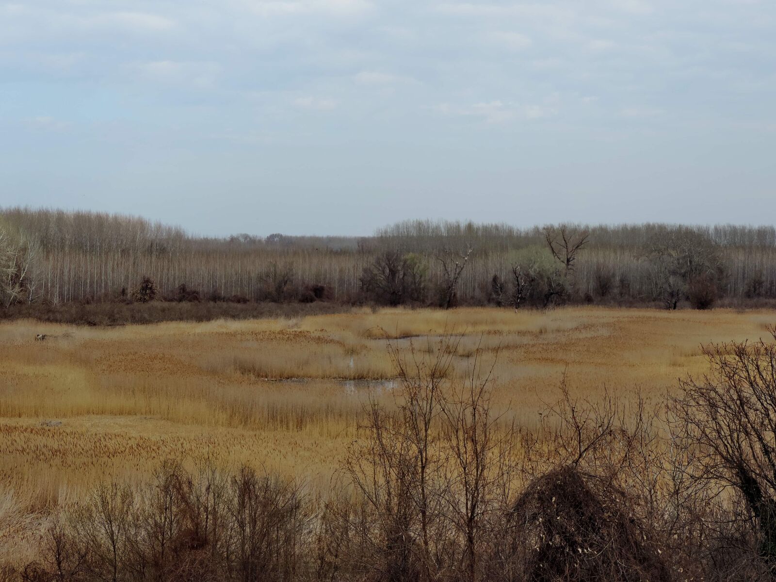Nikon Coolpix P520 sample photo. Landscape, marshland, spring time photography