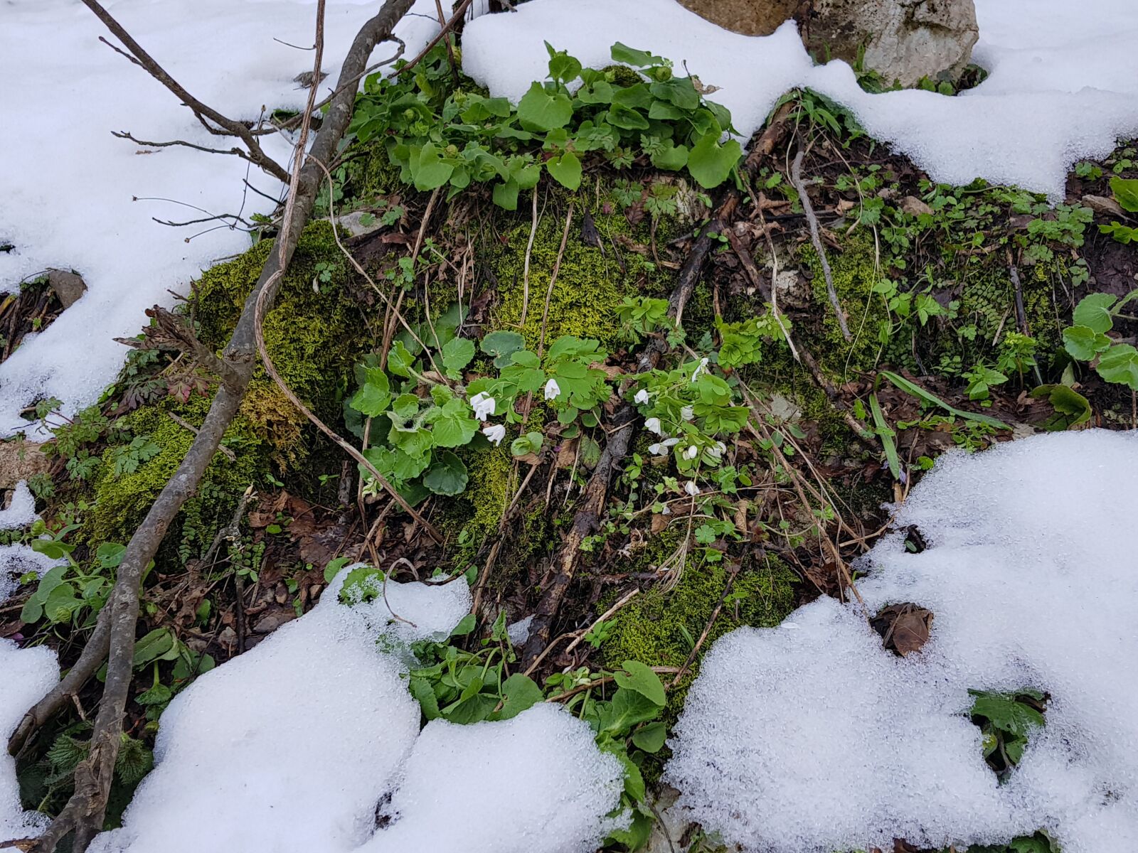 Samsung Galaxy S8 sample photo. Winter, nature, snow photography