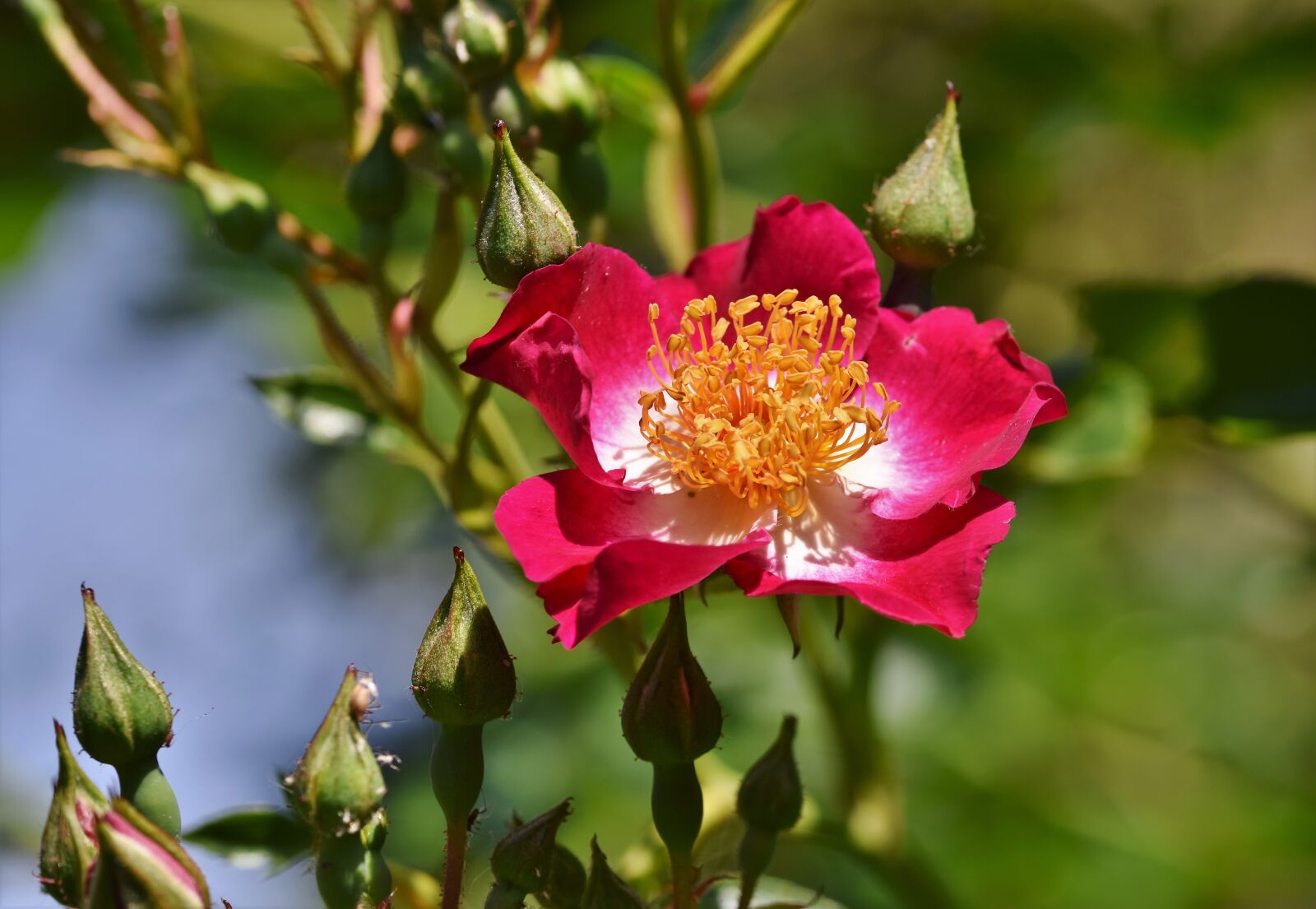 Nikon D7200 sample photo. Anemone, florets, blossom photography