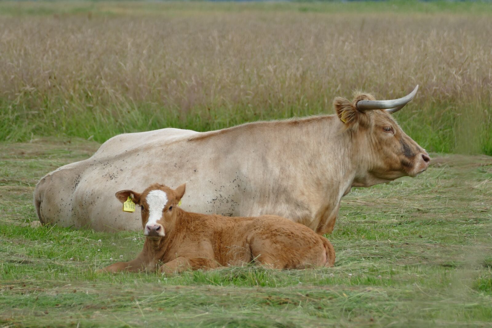 Panasonic Lumix DMC-FZ1000 sample photo. Meadow, cattle, ruminant photography