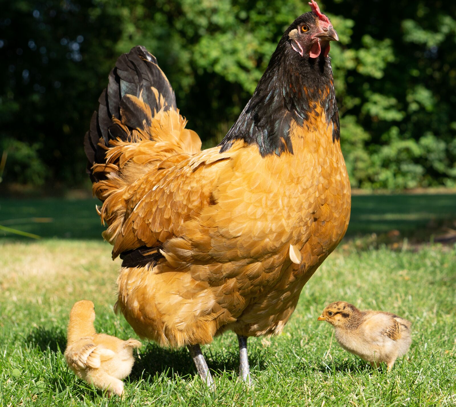 Sony a6000 sample photo. Chicken, chick, poultry photography