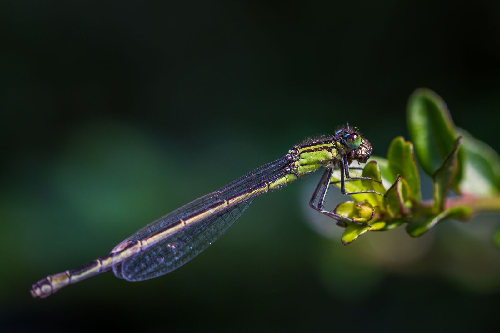 Canon EF 100mm F2.8L Macro IS USM sample photo. Dragonfly, pond, insect photography