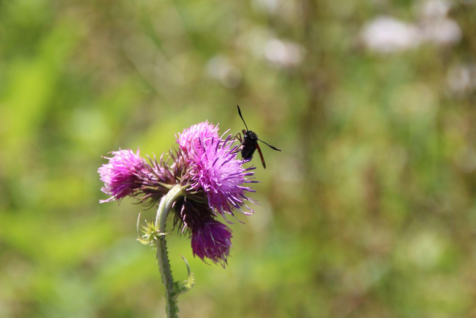 Canon EOS 600D (Rebel EOS T3i / EOS Kiss X5) sample photo. Insect, flower, meadow photography