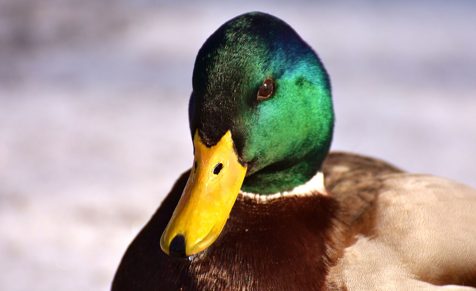 Nikon D7200 sample photo. Mallard, males, bread photography