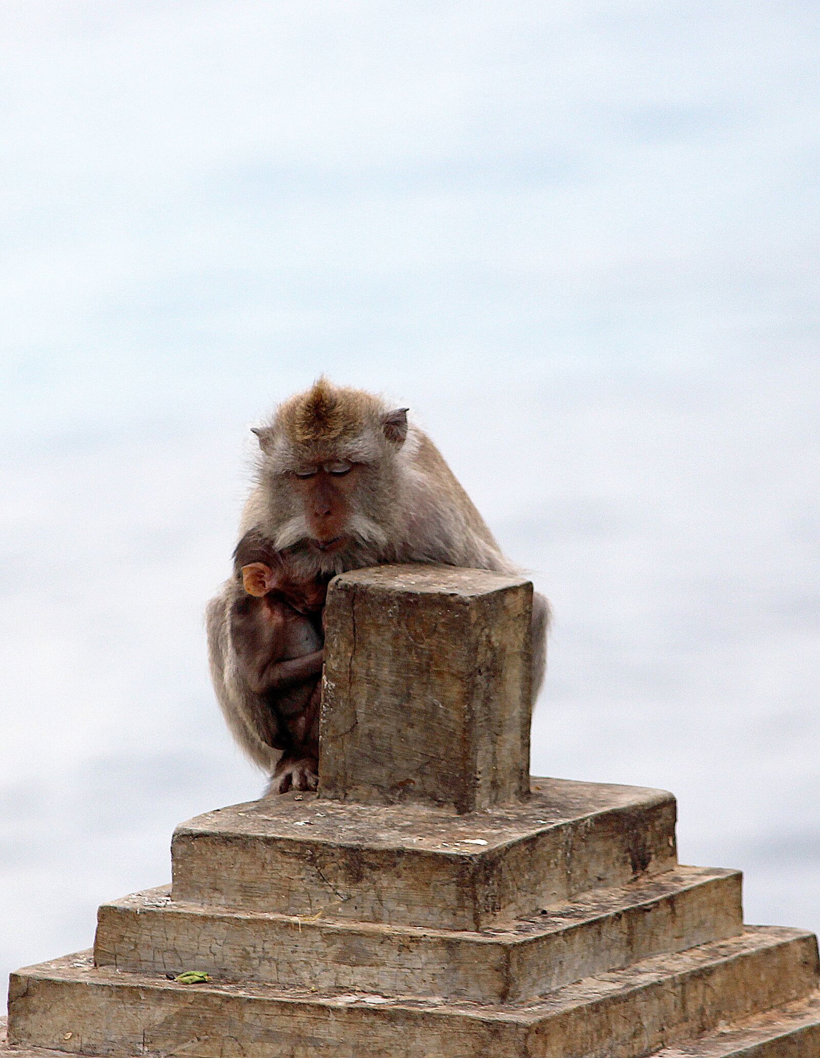 Canon EOS 700D (EOS Rebel T5i / EOS Kiss X7i) sample photo. Monkeys, mother, baby photography