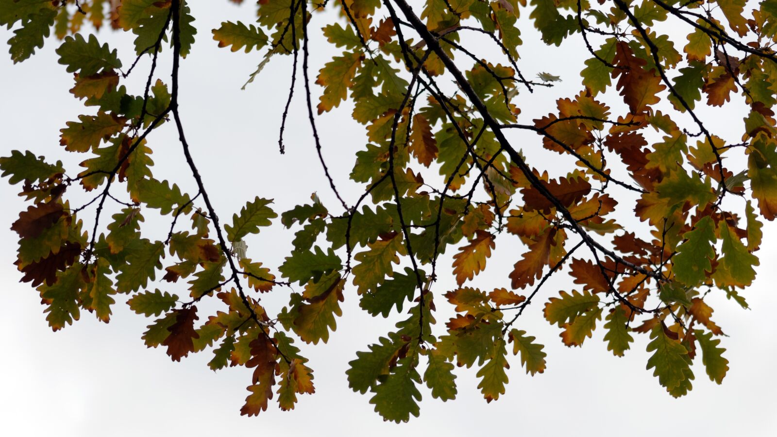 Nikon D5100 sample photo. Leaves, tree, autumn photography