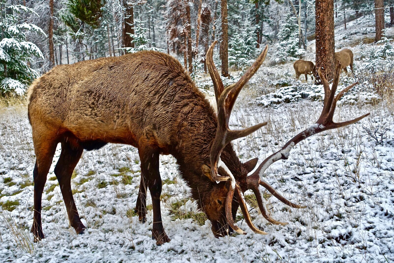 Sony Cyber-shot DSC-RX100 III sample photo. Elk, stag, antlers photography