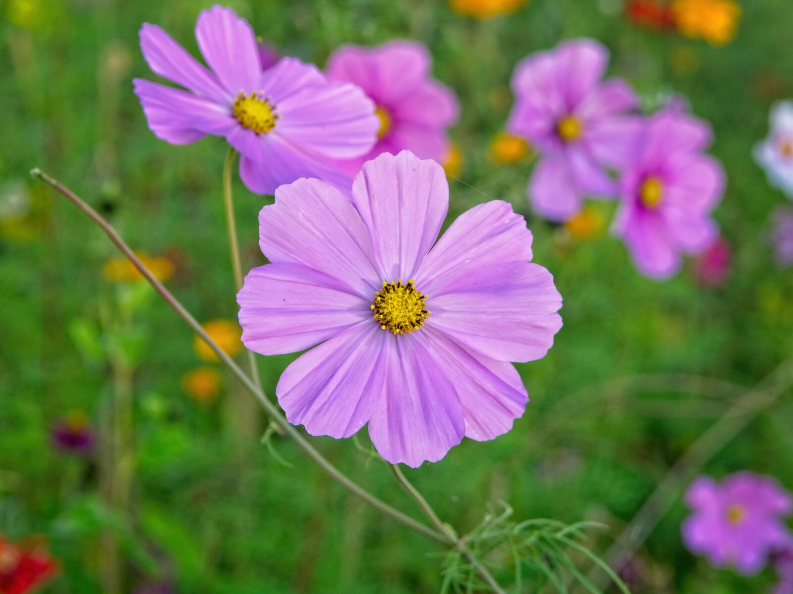 Nikon D7100 sample photo. Autumn flower, blossom, bloom photography