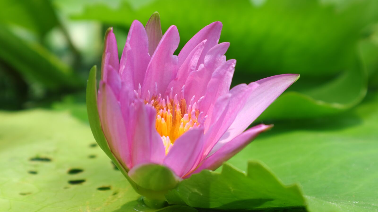 Canon EOS M3 + Canon EF-M 15-45mm F3.5-6.3 IS STM sample photo. Float flower, waterlily, lotus photography