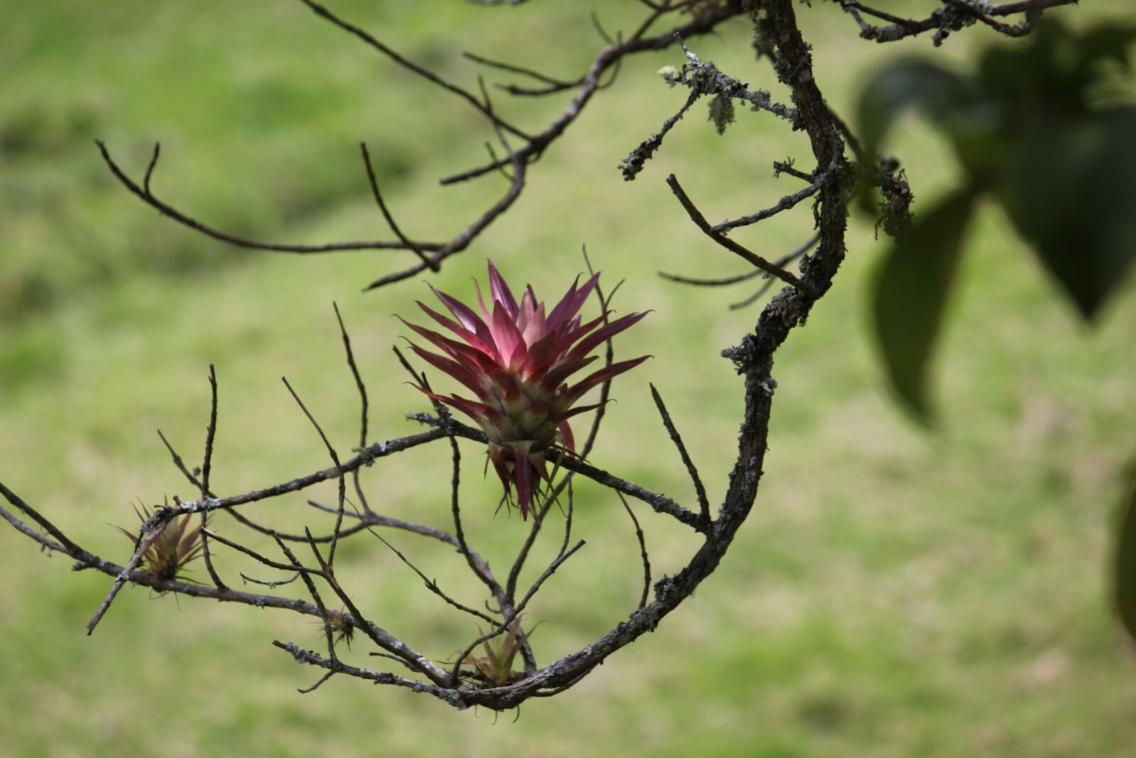 Canon EOS 550D (EOS Rebel T2i / EOS Kiss X4) sample photo. Plant, green plant, parasite photography
