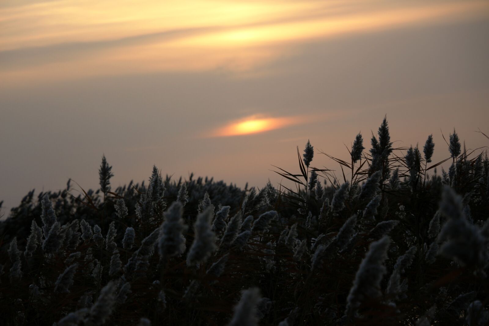 Canon EOS 700D (EOS Rebel T5i / EOS Kiss X7i) sample photo. Sunrise, reed, kasumi photography