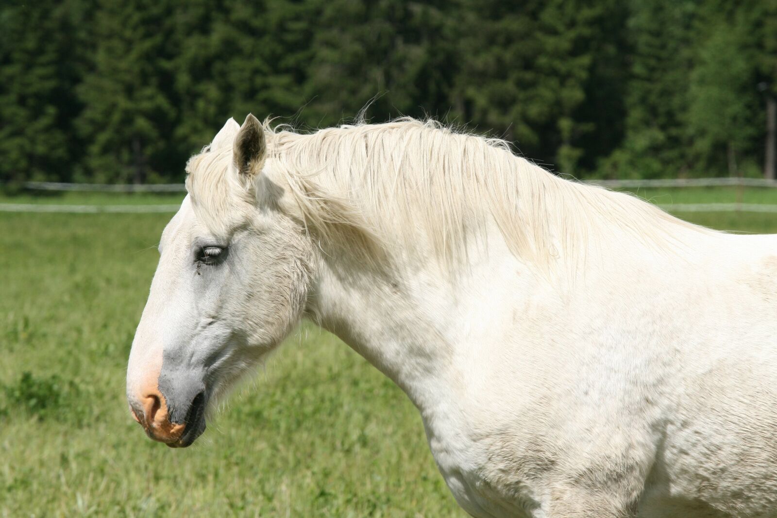 Canon EOS 400D (EOS Digital Rebel XTi / EOS Kiss Digital X) sample photo. Summer, white horse, horse photography