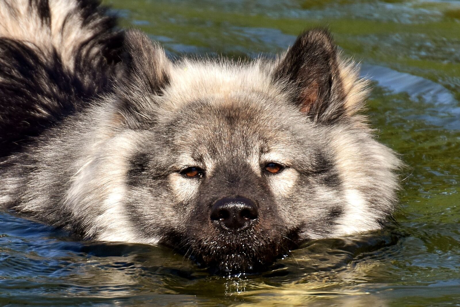 Nikon D7200 sample photo. Eurasians, swim, dog photography