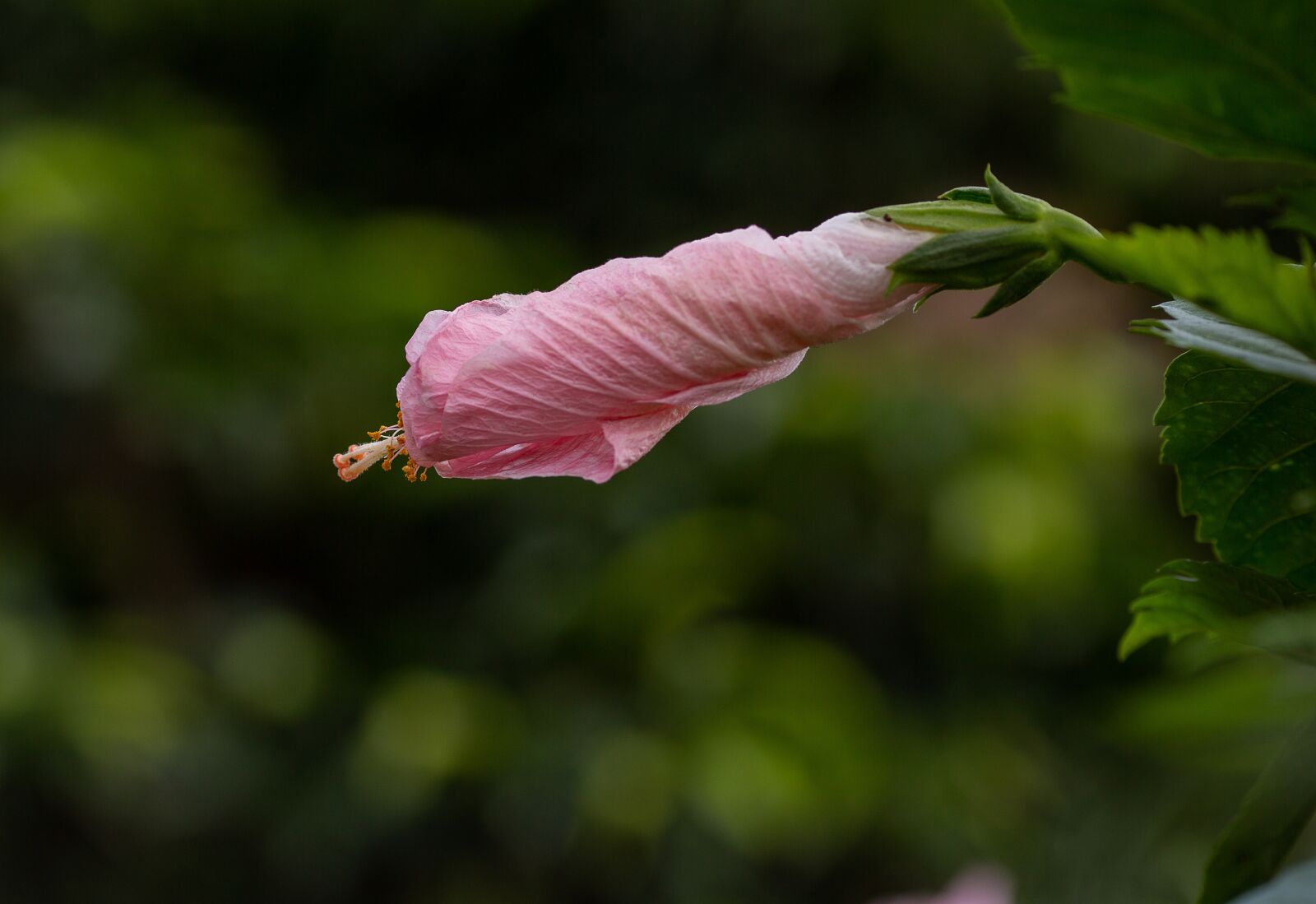 Canon EOS 5D Mark III + Canon EF 135mm F2L USM sample photo. Hibiscus, hibiscus flower, flower photography