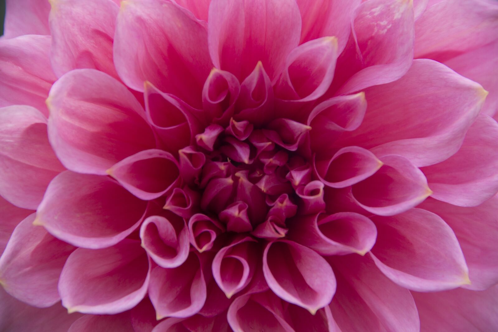Canon EOS 600D (Rebel EOS T3i / EOS Kiss X5) sample photo. Dahlia, pink, bloom photography