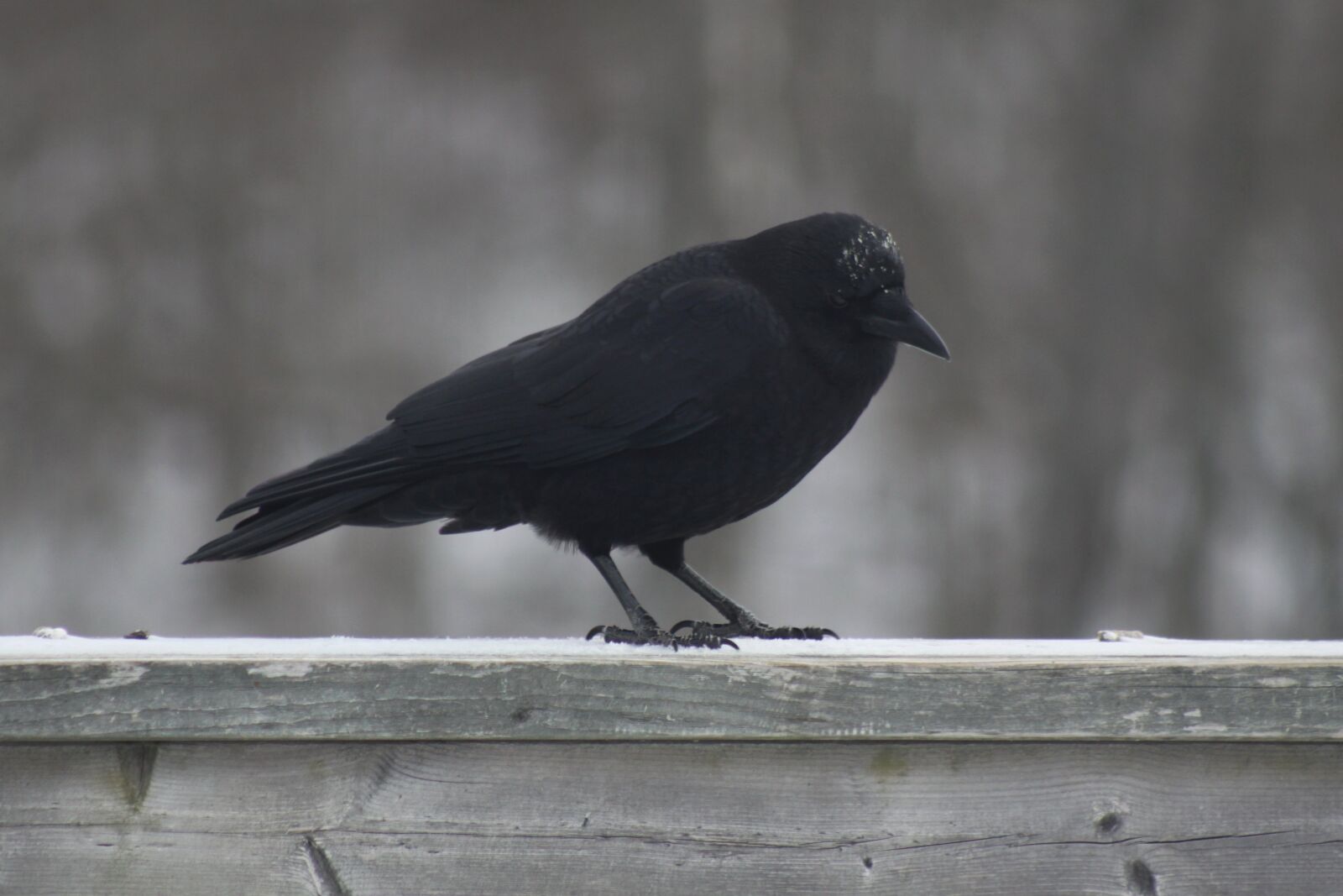 Canon EOS 50D sample photo. Crow, icy, winter photography
