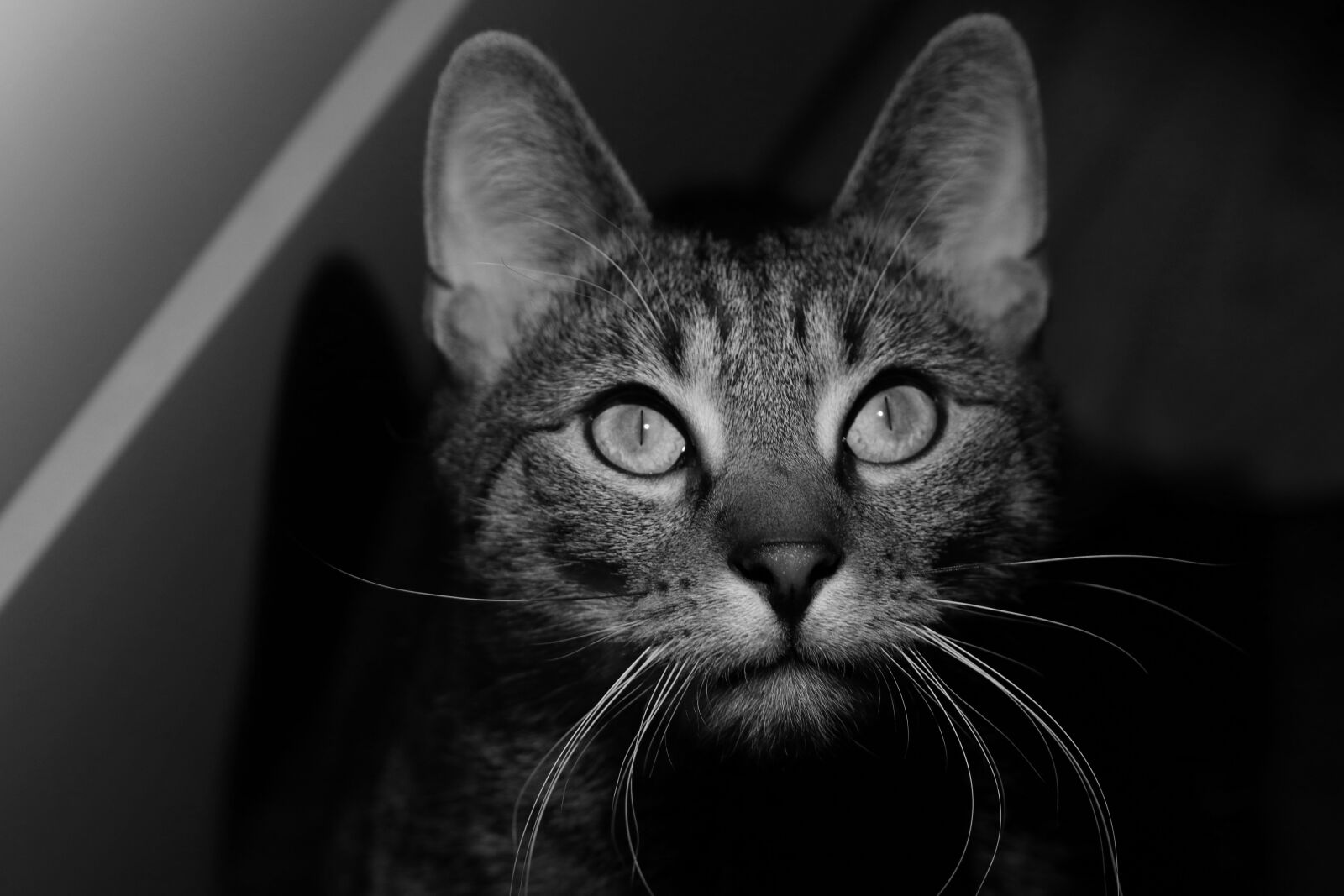 Canon EOS 80D sample photo. Cat, fur, sight photography