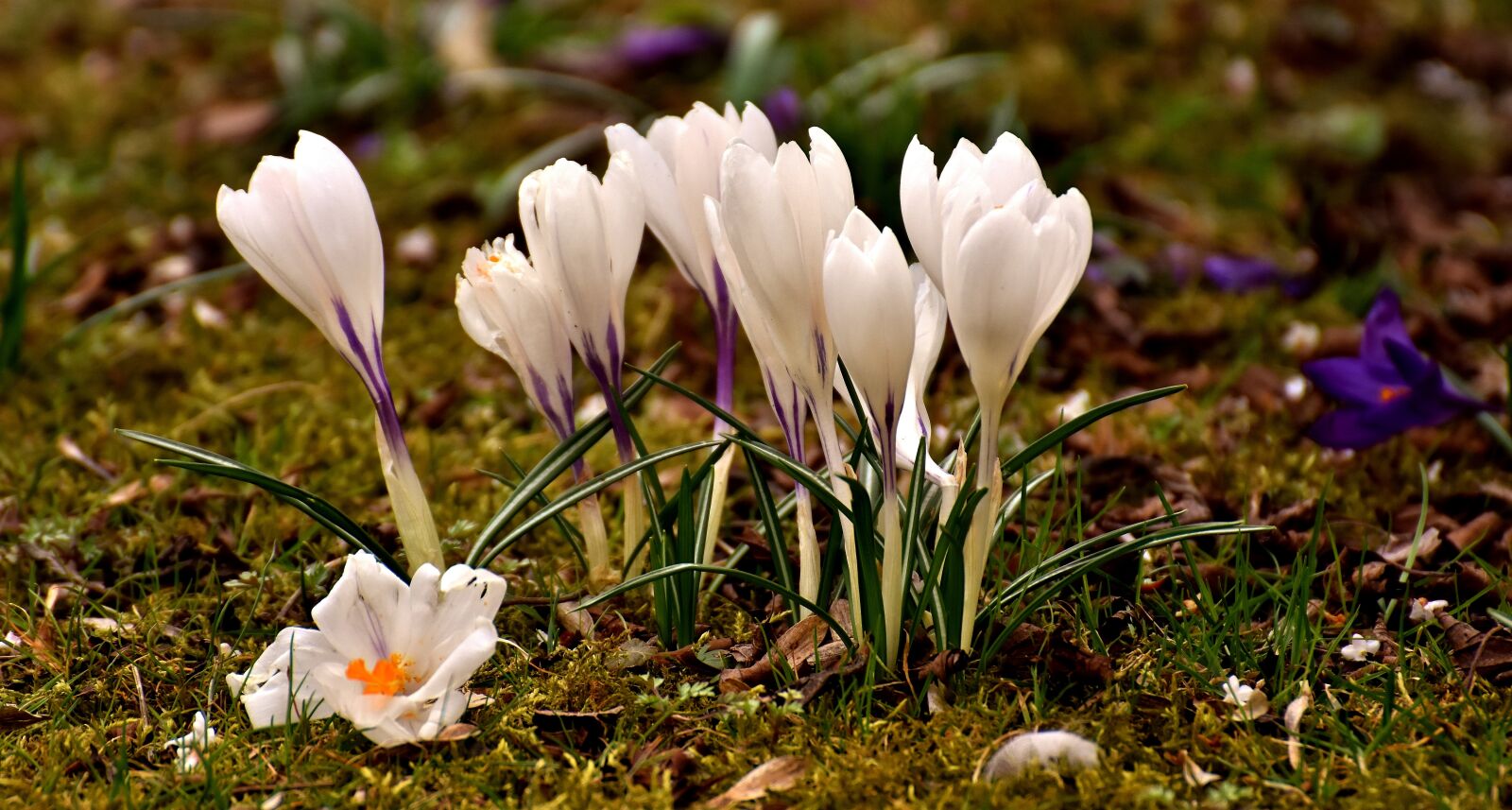 Nikon D7200 sample photo. Crocus, flower, white photography
