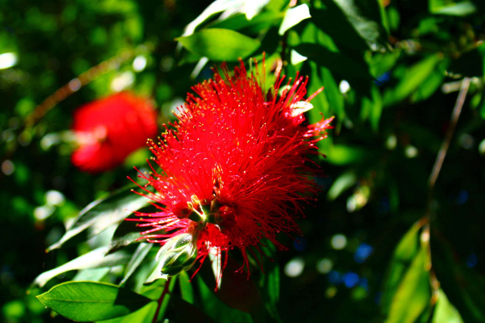 Canon EOS 2000D (EOS Rebel T7 / EOS Kiss X90 / EOS 1500D) sample photo. Bottle brush, red, foliage photography
