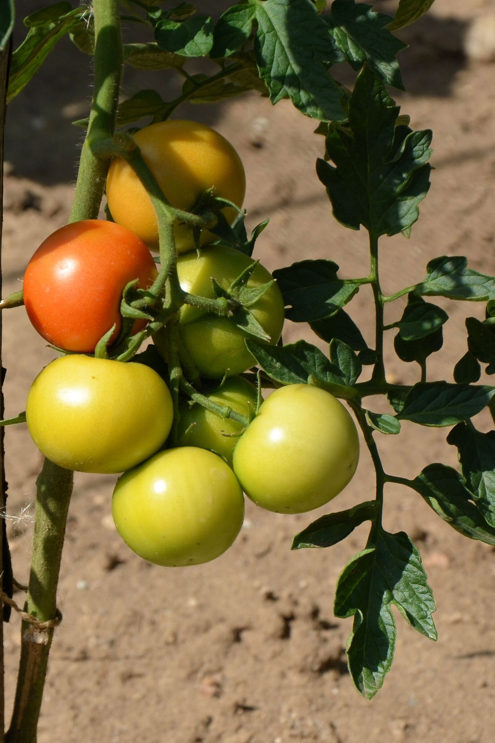 Nikon D5100 sample photo. Tomatoes, tomatenrispe, vegetables photography